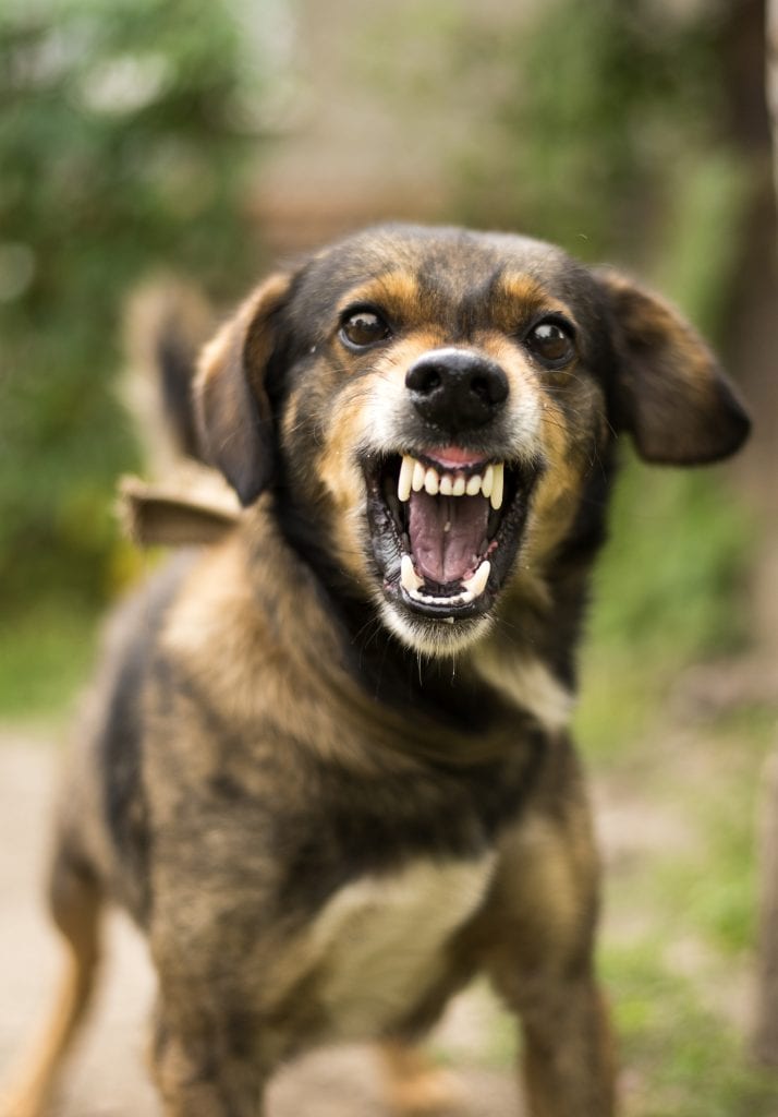 Aggressive, angry dog. According to the CDC, there are more than 4 million dog bites in the U.S. each year.